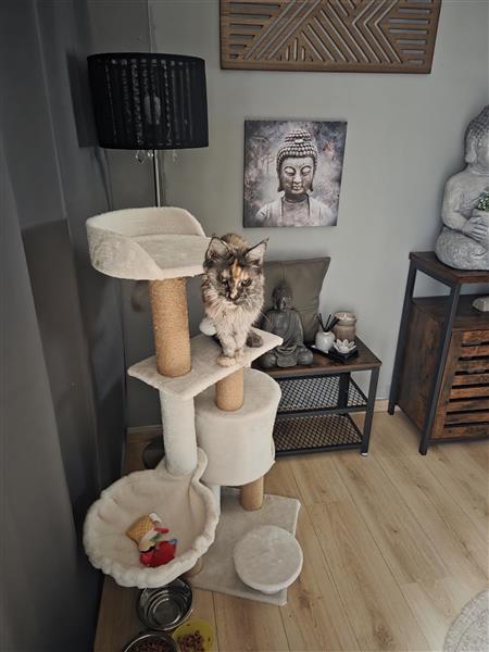 Grote foto maine coon op zoek naar nieuwe thuis dieren en toebehoren raskatten langhaar