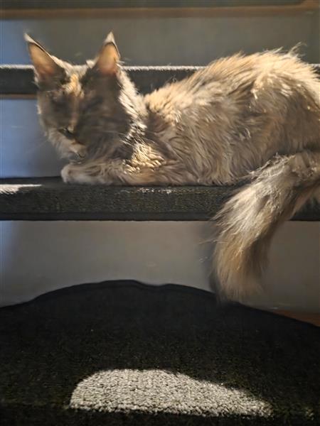 Grote foto maine coon op zoek naar nieuwe thuis dieren en toebehoren raskatten langhaar