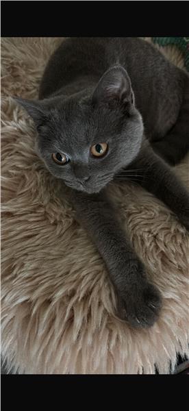 Grote foto kattin britse kh . dieren en toebehoren poezen