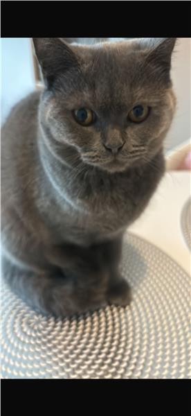 Grote foto kattin britse kh . dieren en toebehoren poezen