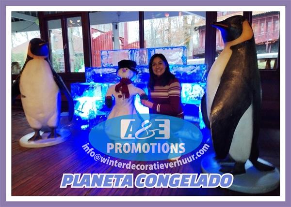 Grote foto verhuur hasselt winter etalering luik ijsbeer diversen overige