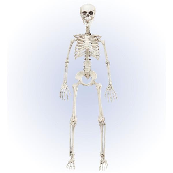 Grote foto halloween skelet beweegbaar 90cm verzamelen overige verzamelingen