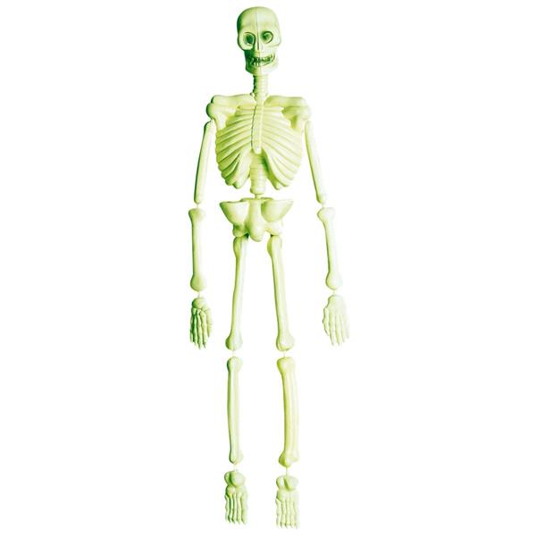 Grote foto halloween skelet laboratorium 90cm verzamelen overige verzamelingen