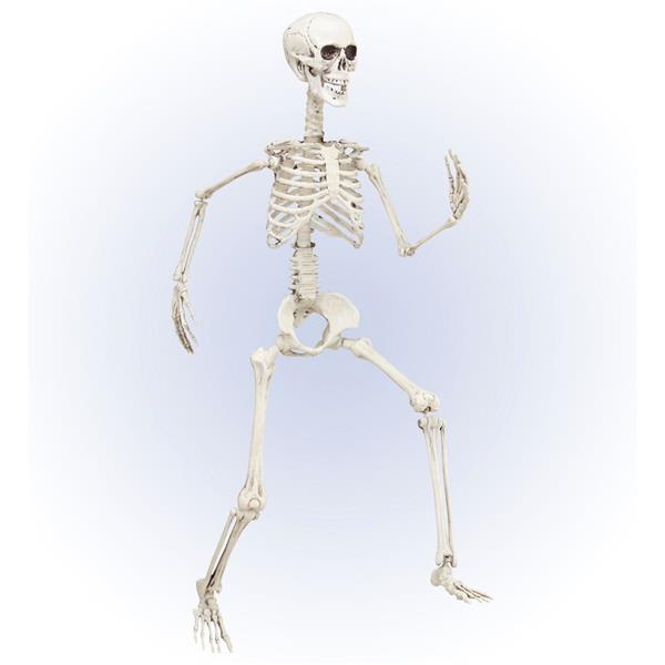 Grote foto halloween skelet beweegbaar 90cm verzamelen overige verzamelingen