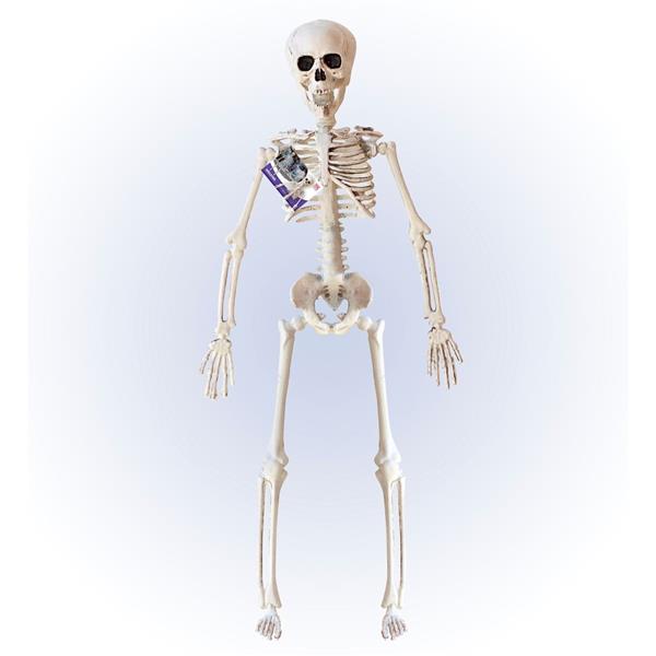 Grote foto halloween skelet beige 40cm verzamelen overige verzamelingen