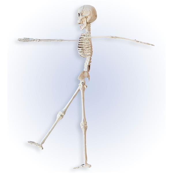 Grote foto halloween skelet beige 40cm verzamelen overige verzamelingen