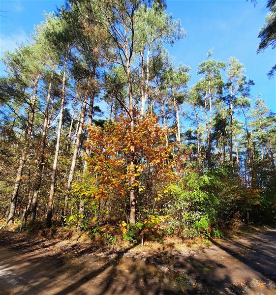 Grote foto te koop recreatiegrond diversen overige diversen