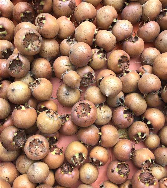 Grote foto mispelen of mispells agrarisch natuurbeheer