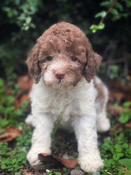 Grote foto italiaanse waterhond puppys te koop dieren en toebehoren teckels en dashonden
