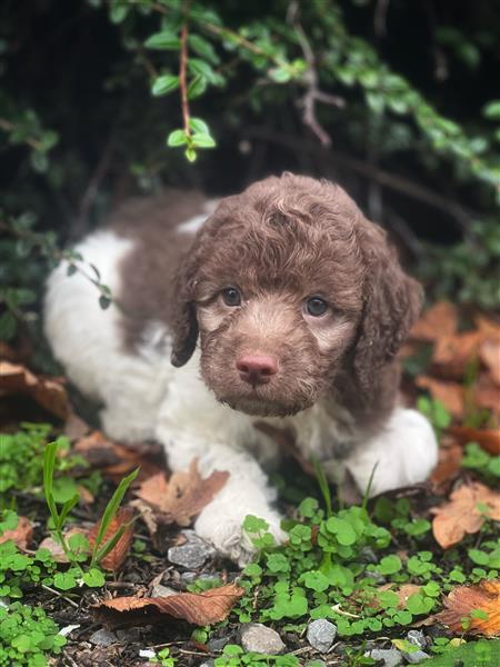 Grote foto italiaanse waterhond puppys te koop dieren en toebehoren teckels en dashonden