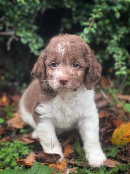 Grote foto italiaanse waterhond puppys te koop dieren en toebehoren teckels en dashonden