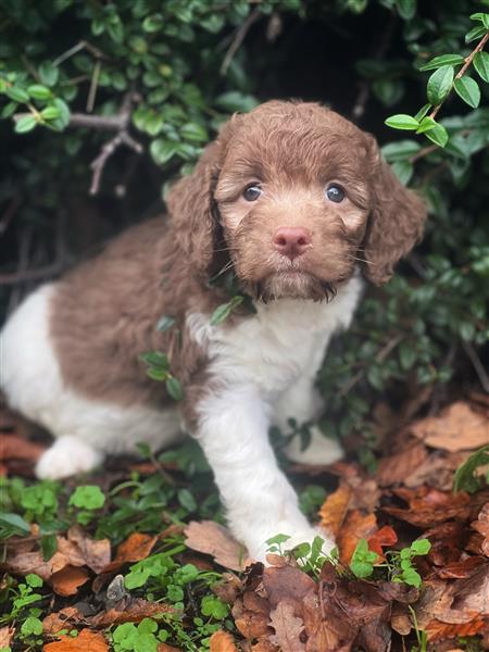 Grote foto italiaanse waterhond puppys te koop dieren en toebehoren teckels en dashonden