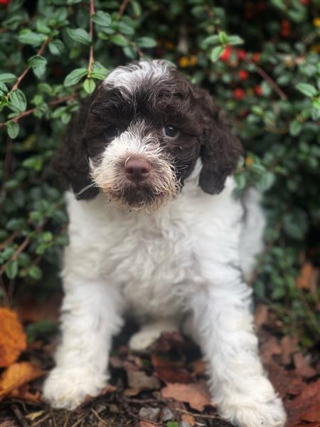 Grote foto italiaanse waterhond puppys te koop dieren en toebehoren teckels en dashonden