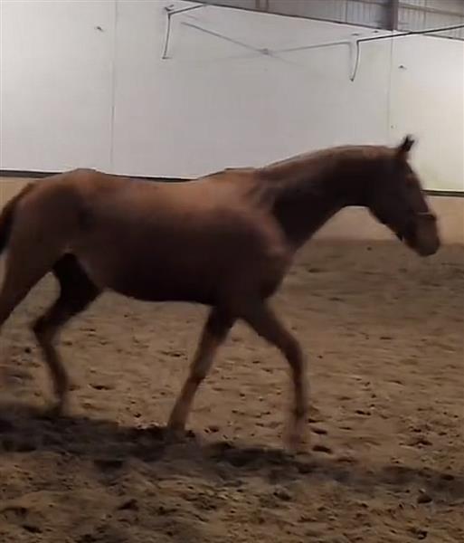 Grote foto vosse merrie 16 j dieren en toebehoren paarden