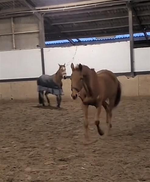 Grote foto vosse merrie 16 j dieren en toebehoren paarden