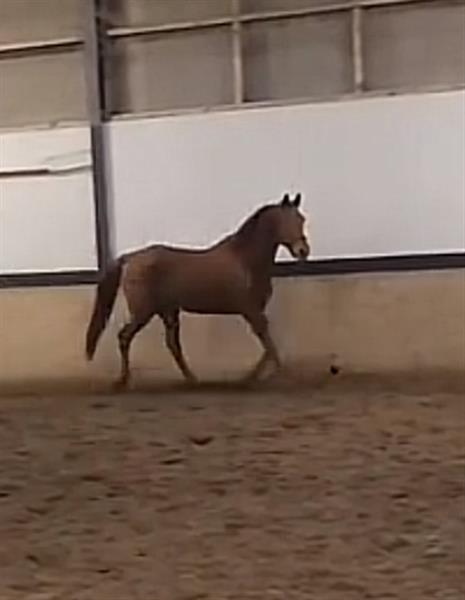 Grote foto vosse merrie 16 j dieren en toebehoren paarden