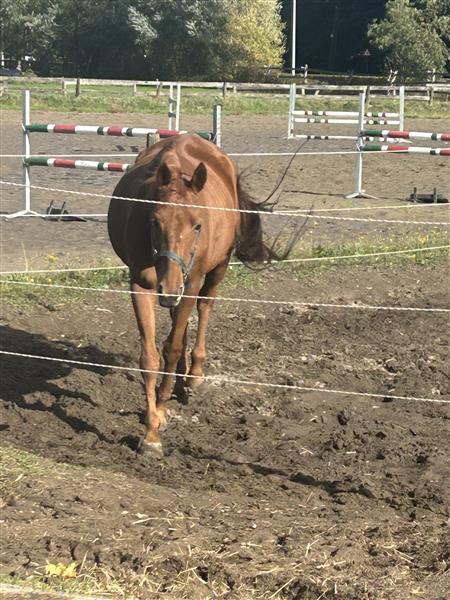 Grote foto vosse merrie 16 j dieren en toebehoren paarden