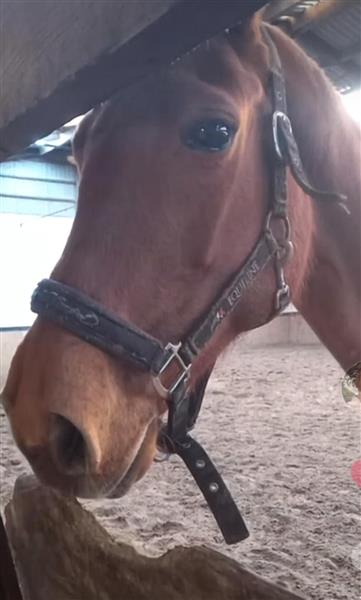 Grote foto vosse merrie 16 j dieren en toebehoren paarden