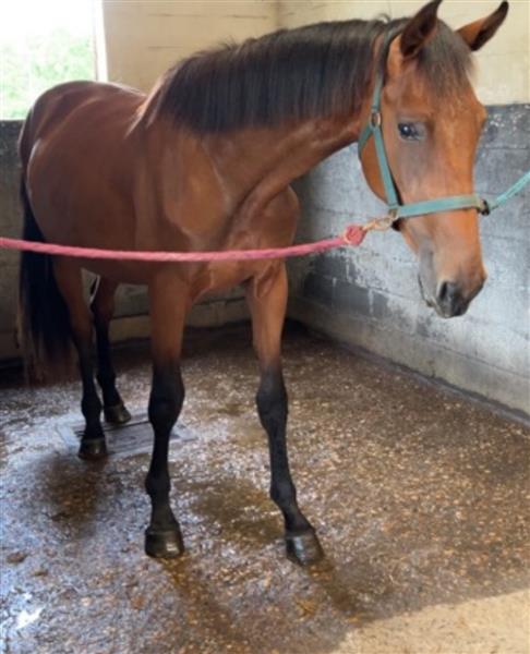 Grote foto vosse merrie 16 j dieren en toebehoren paarden