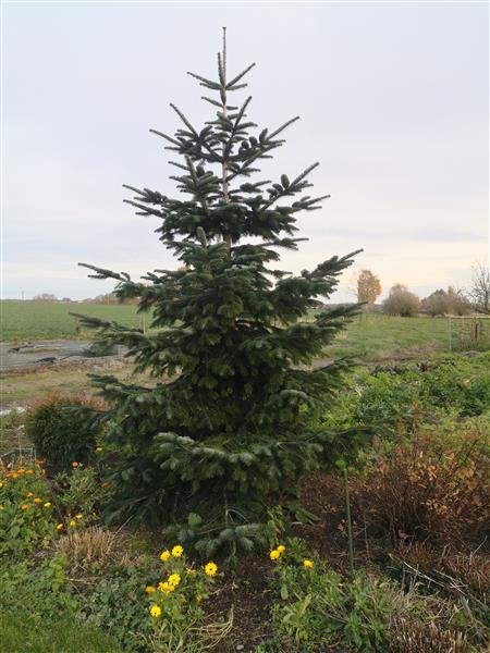 Grote foto nordmann kerstboom diversen kerst