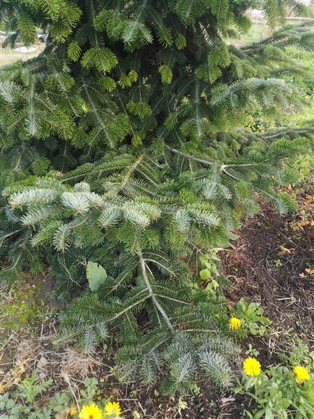 Grote foto nordmann kerstboom diversen kerst