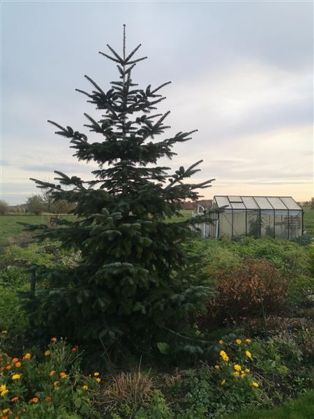 Grote foto nordmann kerstboom diversen kerst