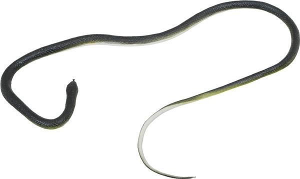 Grote foto nep slang met touw en clip verzamelen overige verzamelingen