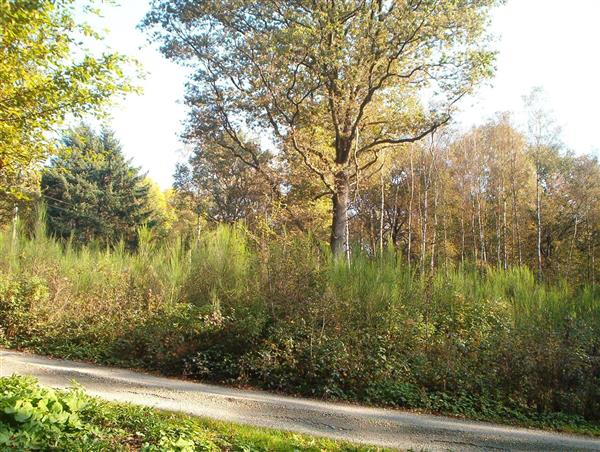 Grote foto tk prachtigwoudperceel 1 uur v.brussel zakelijke goederen overige zakelijke goederen