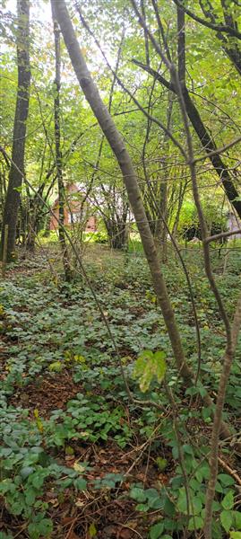 Grote foto tk prachtigwoudperceel 1 uur v.brussel zakelijke goederen overige zakelijke goederen