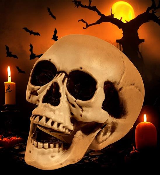 Grote foto schedel met beweegbare kaak 28 cm verzamelen overige verzamelingen