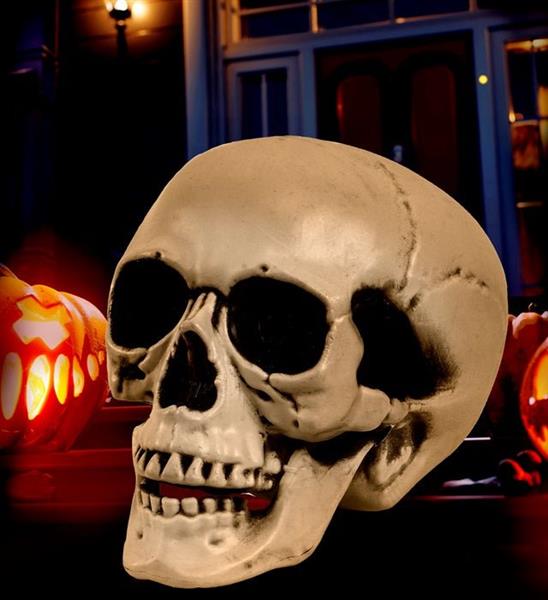 Grote foto schedel met beweegbare kaak 28 cm verzamelen overige verzamelingen
