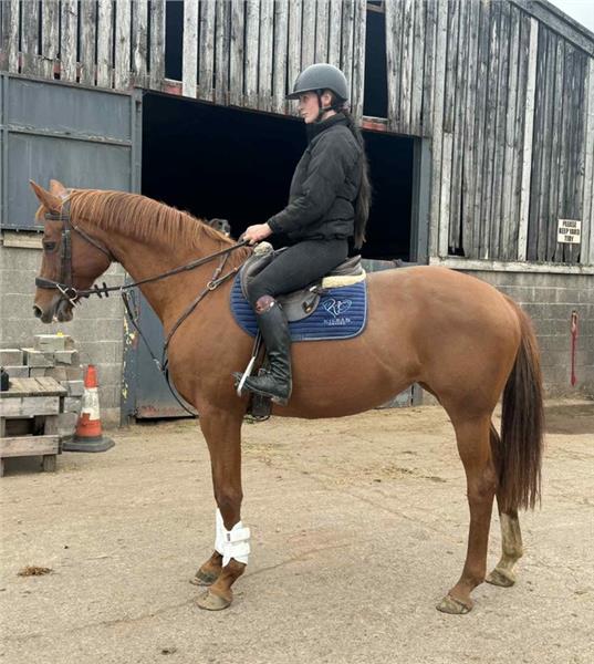 Grote foto dee geregistreerde hannoveraanse showstopper dieren en toebehoren paarden