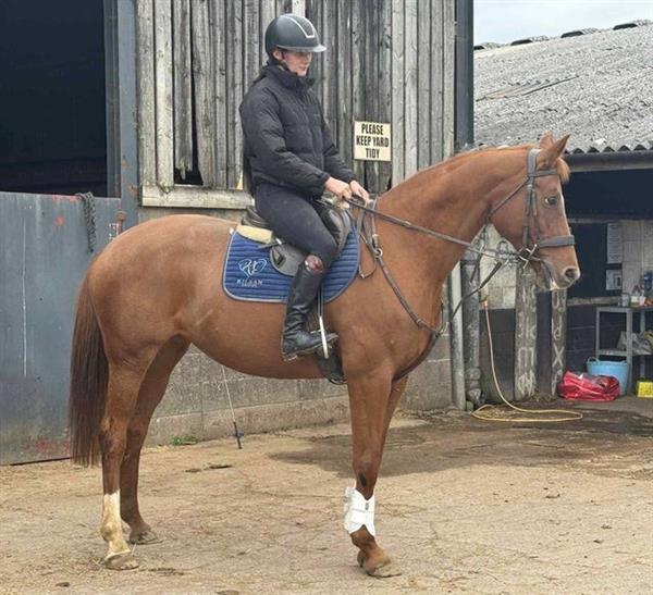 Grote foto dee geregistreerde hannoveraanse showstopper dieren en toebehoren paarden