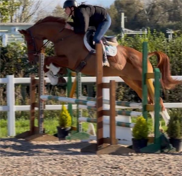Grote foto dee geregistreerde hannoveraanse showstopper dieren en toebehoren paarden
