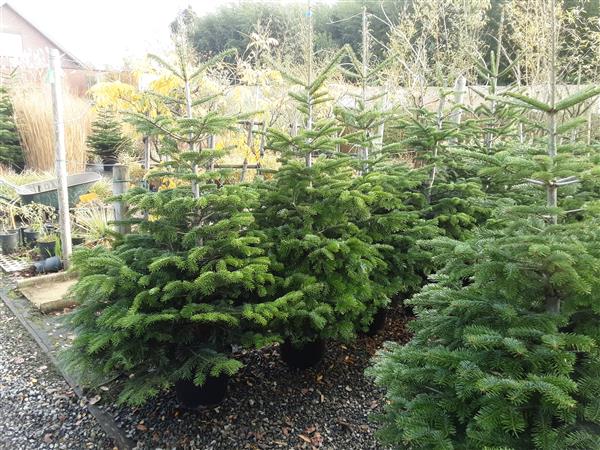 Grote foto kersbomen in pot van 80 cm tot 2m. tuin en terras tuindecoratie