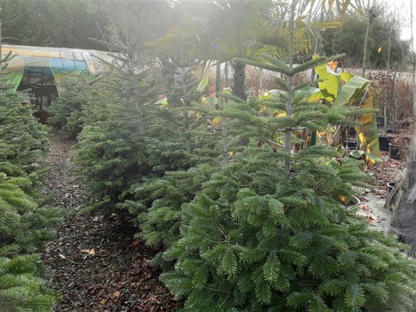 Grote foto kersbomen in pot van 80 cm tot 2m. tuin en terras tuindecoratie