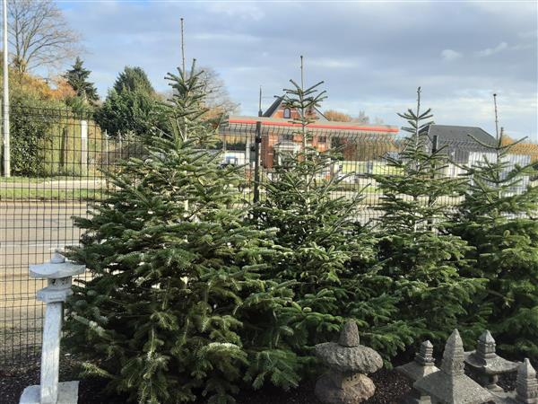 Grote foto kersbomen in pot van 80 cm tot 2m. tuin en terras tuindecoratie