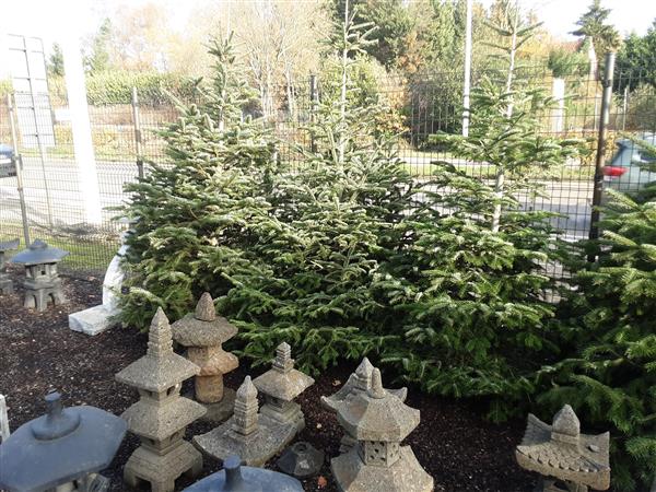 Grote foto kersbomen in pot van 80 cm tot 2m. tuin en terras tuindecoratie