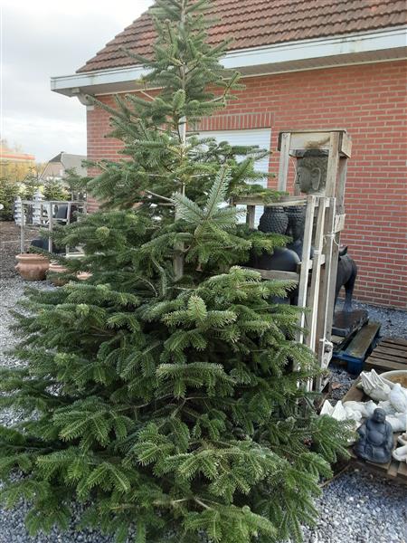 Grote foto kersbomen in pot van 80 cm tot 2m. tuin en terras tuindecoratie