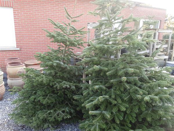 Grote foto kersbomen in pot van 80 cm tot 2m. tuin en terras tuindecoratie