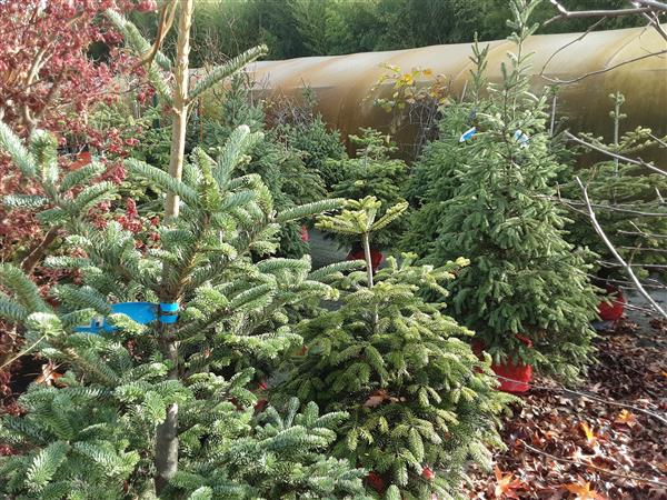 Grote foto kersbomen in pot van 80 cm tot 2m. tuin en terras tuindecoratie