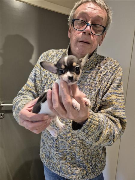 Grote foto kortharige chihuahuapups dieren en toebehoren chihuahua en gezelschapshonden
