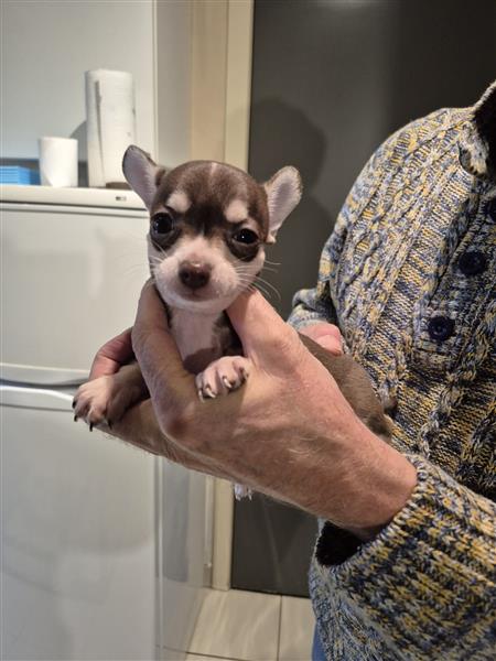 Grote foto kortharige chihuahuapups dieren en toebehoren chihuahua en gezelschapshonden