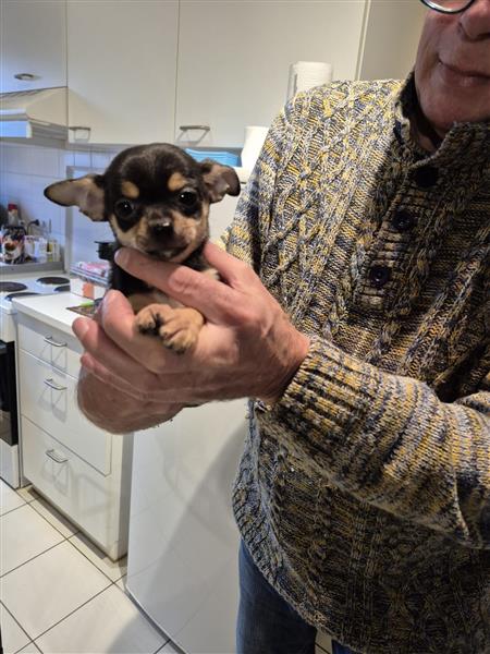 Grote foto kortharige chihuahuapups dieren en toebehoren chihuahua en gezelschapshonden