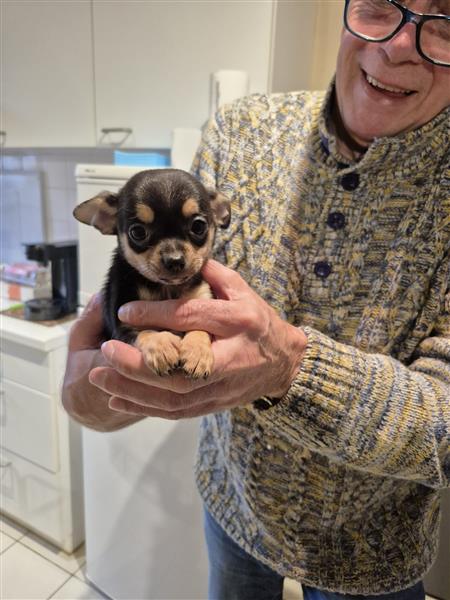 Grote foto kortharige chihuahuapups dieren en toebehoren chihuahua en gezelschapshonden