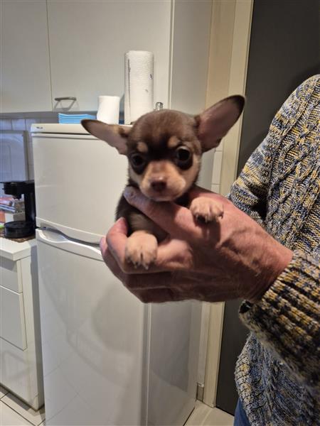 Grote foto kortharige chihuahuapups dieren en toebehoren chihuahua en gezelschapshonden