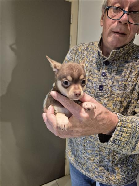 Grote foto kortharige chihuahuapups dieren en toebehoren chihuahua en gezelschapshonden
