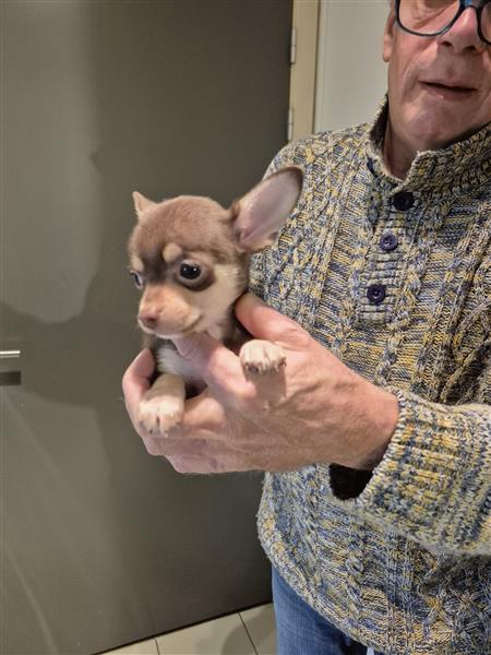 Grote foto kortharige chihuahuapups dieren en toebehoren chihuahua en gezelschapshonden