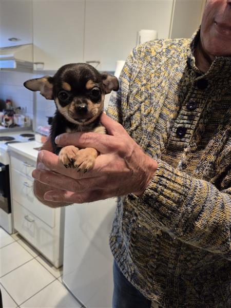 Grote foto kortharige chihuahuapups dieren en toebehoren chihuahua en gezelschapshonden
