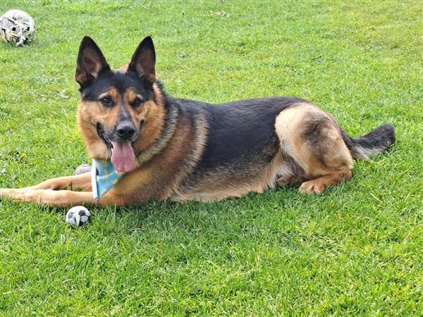 Grote foto chevy is mijn naam dieren en toebehoren herdershonden en veedrijvers